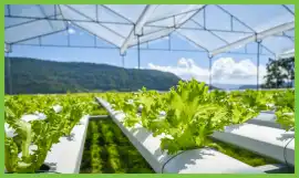 Hydroponics Farm Setup in India | Brio Hydroponics, Gandhinagar