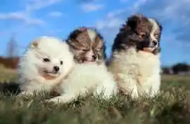 Pomeranian Puppies for Sale in Chennai, $ 25,000