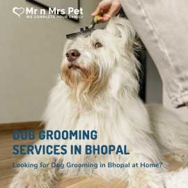 Dog Grooming Services in Bhopal, Bhopal