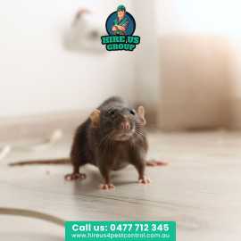 Mice Removal Professionals Melbourne, Melbourne