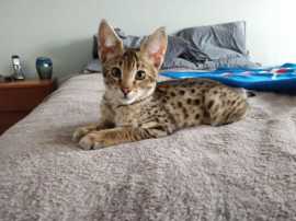 Discover unique and Exotic Cats for Sale, $ 1