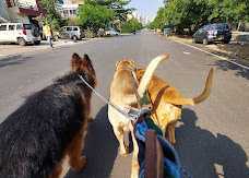 Dog Walking Services in Chandigarh, Chandigarh