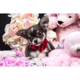 Best Chihuahua Puppies For Sale, Pembroke Pines