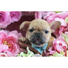 Experience French Bulldog For Sale In Miami, Pembroke Pines