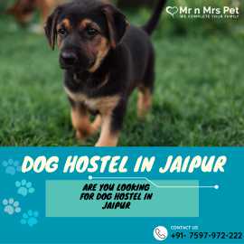 Dog Boarding Services in Jaipur, Jaipur