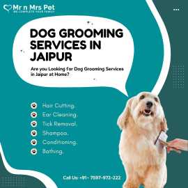 Dog Grooming Services in Jaipur, Jaipur