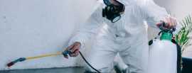 PEST CONTROL SINGAPORE: EFFECTIVE EXTERMINATION , Bukit Timah