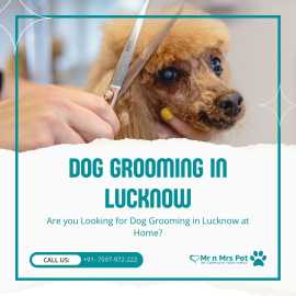 Dog Groomers in Lucknow, Lucknow