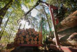 Russia Are Set to Impact Global Forestry Shipments, Taby