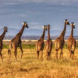 Safari Trip For Uganda & Rwanda, Mississauga