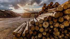 The Impact of These Sanctions on the Timber Market, Taby