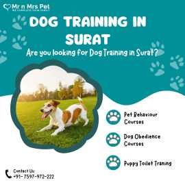 Dog Training in Surat, Surat