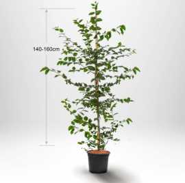 Avenbok Plantagen - Avenbok Plantagen Fängslande, $ 18