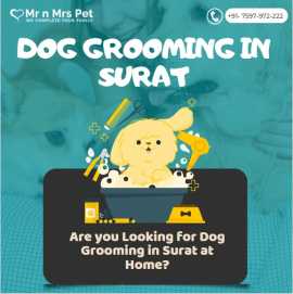 Dog Groomers in Surat, Surat