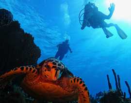Snorkeling Punta Cana: Discover Marine Wonders