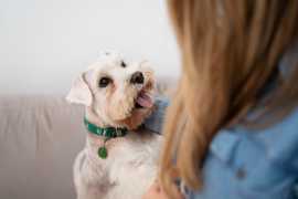 Pet CBD for Travel Anxiety, Watsonville