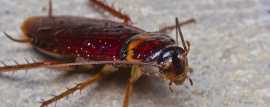 Reliable Cockroach Control in Melbourne with Eco-F, Keysborough