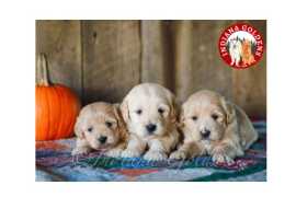 English Golden Retriever Puppies :AKC Certified, Bedford