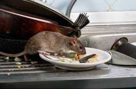 Quick and Professional Rat Removal Services in Mel, Keysborough