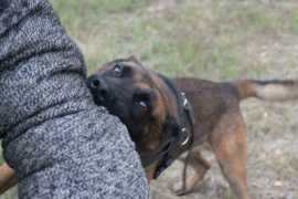 Top Dog Bite Lawyers: Get Compensation, Oxnard