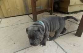 Why Should You Adopt a Home Train Staffy Puppies?, Los Angeles