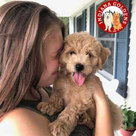 Indiana Goldendoodle Puppies for Sale:Bedford-Base, Bedford