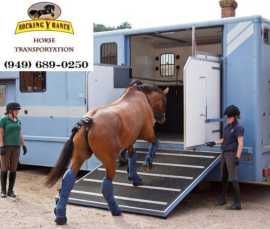  Horse Transportation Costs in California, Joshua Tree