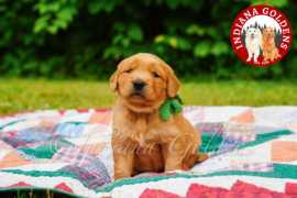 English Cream Golden Retriever Puppies:Ideal Furry, Bedford