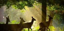 Odisha Wildlife and Adventure Tour Package