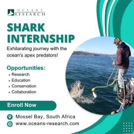 Shark Internship