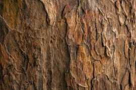 Teak Wood Cost, Bengaluru