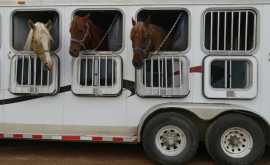 Nationwide Horse Transport Services in California, Joshua Tree
