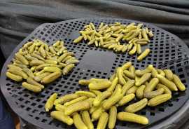 Discover the Best Gherkins in India, Pune
