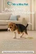 Experienced Puppy Potty Training in, Ahmedabad