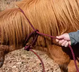 Premium Equine Rope and Horse Leads, $ 195