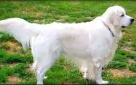 English Golden Retriever: A Loyal & Friendly , Bedford