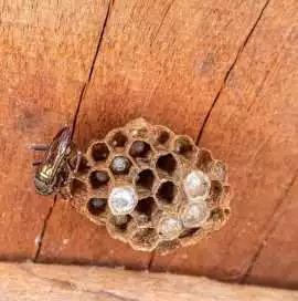 Wasp Nest Removal – Fast, Safe & Affordable, Katy