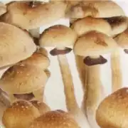 Fresh Mexican Dutch King Mushrooms for Sale Online, $ 23