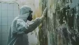 Expert Mold Removal Service – Fast & Reliable, Ormond Beach