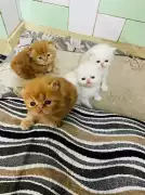 Persian Cat in Delhi, $ 1