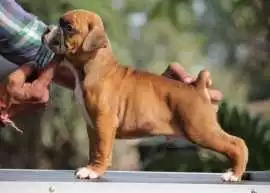 Boxer Puppies for Sale in Mumbai, Rp 47,400