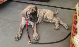 Great Dane Puppies For Sale In Hyderabad, ₹ 78,000