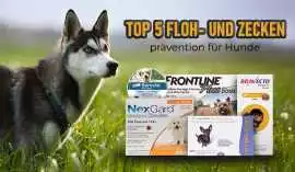 Flea & tick protection for dogs: Top 5 product, Berlichingen