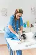 Save Time—Mobile Pet Groomers Fort Worth at Door