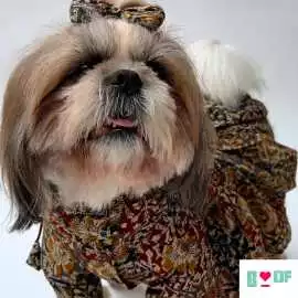 Adorable Dog Clothes for Pawfect Festive Looks, New Delhi