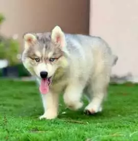 Siberian Husky Puppies For Sale In Kolkata, $ 68,500