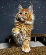 Maine Coon For Sale in Wisconsin: Find Gentle pets, Milton