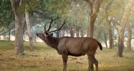 Jungle Safari In Ranthambore