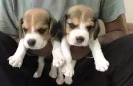 Beagle Puppies for Sale in Kolkata, $ 46,000