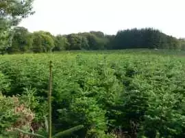 Wholesale Christmas Trees Distributor UK, West Calder